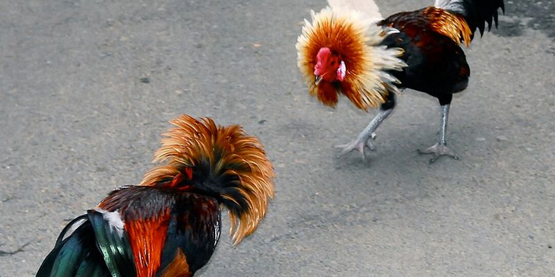 Đá gà WS168 tạo ấn tượng lớn bởi những trận cầu nảy lửa