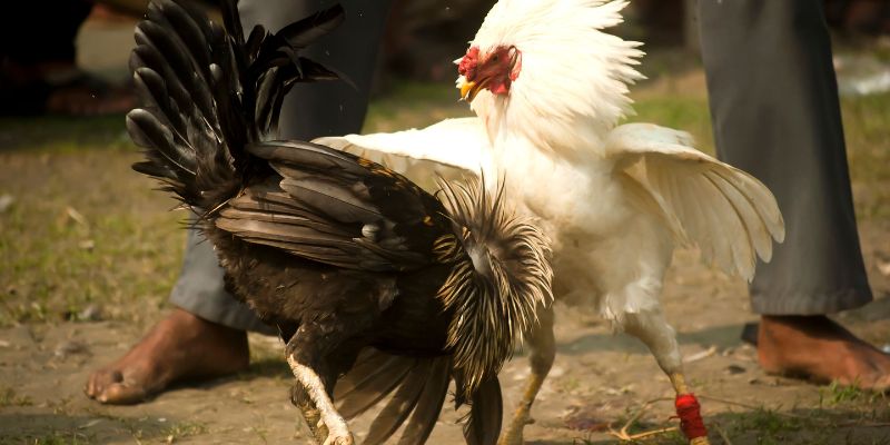 Những điều cần nhớ khi tham gia đá gà 888 VND 